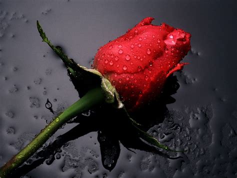 Single Red Rose Flowers Flower Hd Wallpapers Images