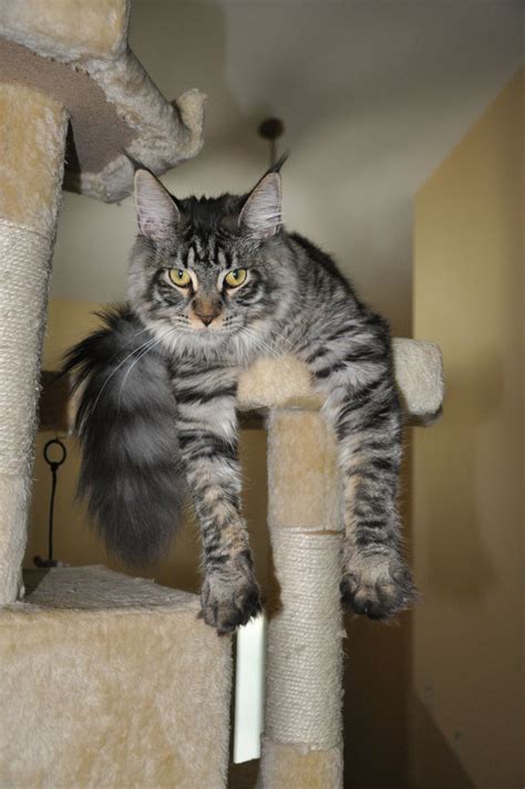 At home euthanasia services include: Masha of EuroCoons Silver Mackerel Tabby Female Maine Coot ...