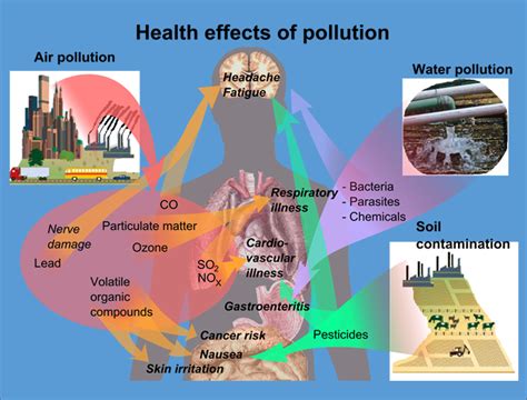 All food is at risk of contamination from these four types. The Types Of Environmental Pollution On Our Bodies | Protrainerlive