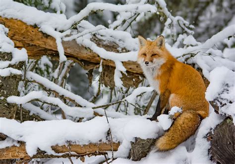 11 Fascinating Facts About Foxes Canadian Geographic