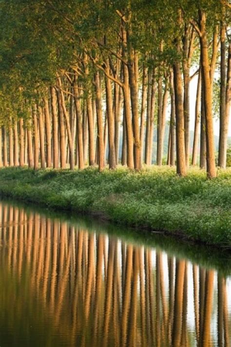 Check spelling or type a new query. Love the composition of the vertical lines of the trees ...