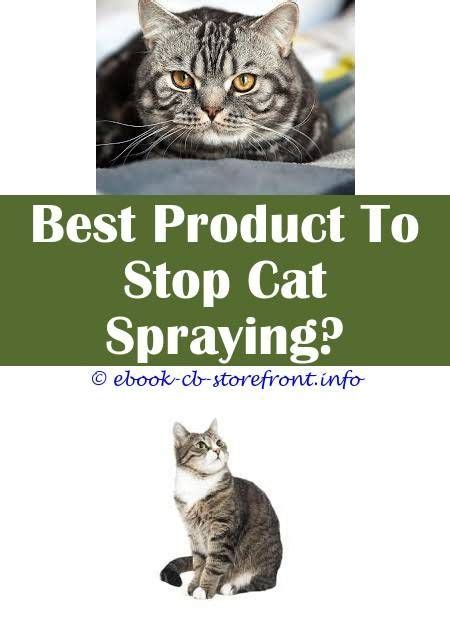 Ok so basically i just need opinions on neutering and spaying my cats. 5 Stupendous Useful Tips: Neutered Cat Still Spraying why ...