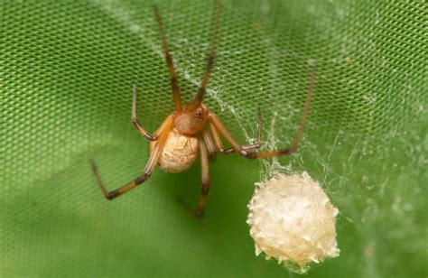 Brown Widow Spider Amazing Facts About This Invasive Species Cool