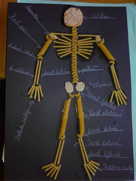 Pin By Sarah Vazquez On Science For Kids In 2023 Human Body Projects