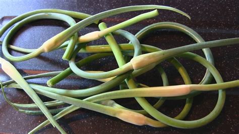 Garlic Scapes A Quick Video On How To Cook Them Youtube