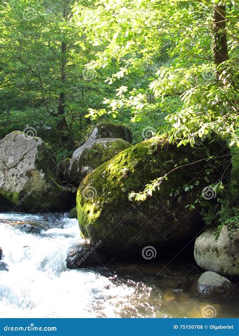Mountain River Flowing Among Mossy Stones Stock Photo Image Of