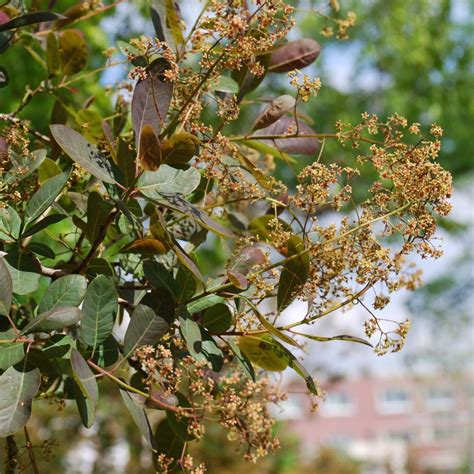 7 Small Flowering Trees for Small Spaces | Arbor Day Blog | Small flowering trees, Flowering ...