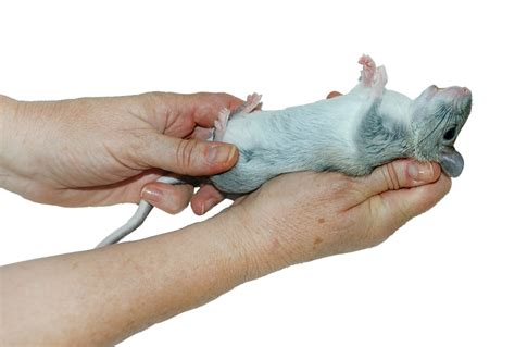 Safe And Humane Handling Of Small Mammal Patients Todays Veterinary