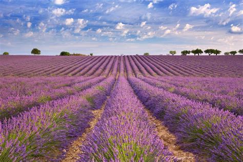 Blooming Fields Of Lavender In The Provence Southern France Stock