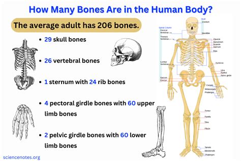 How Many Bones Are In The Human Body