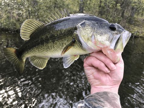 Types Of Bass Positive Identification And Species Information Usangler