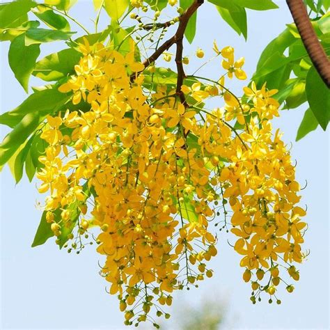 Aiden Gardens Cassia Fistula Golden Shower Tree Ornamental Tree Yellow
