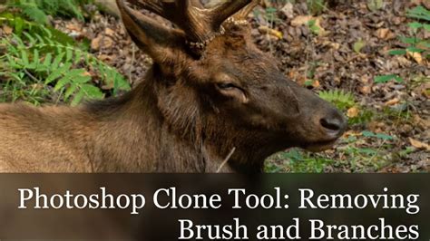 Photoshop Clone Tool Removing Brush And Branches Youtube