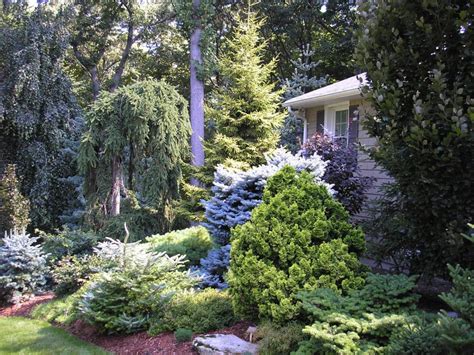 These guidelines and a companion planting chart for vegetables tell you what crops to plant next to each other. Conifers: The New Foundation Planting - Ecological ...