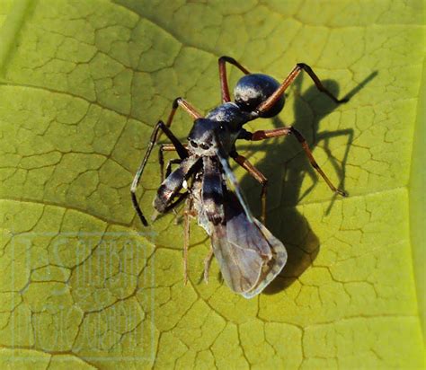 Ant Mimic Spider Project Noah