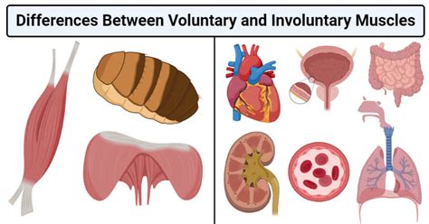 Voluntary Vs Involuntary Muscles Definition 16 Differences Examples