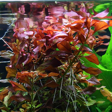 Ludwigia Repens For Sale Aqua Plants Manila Philippines