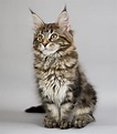 Maine Coon kitten portrait photo and wallpaper. Beautiful Maine Coon ...