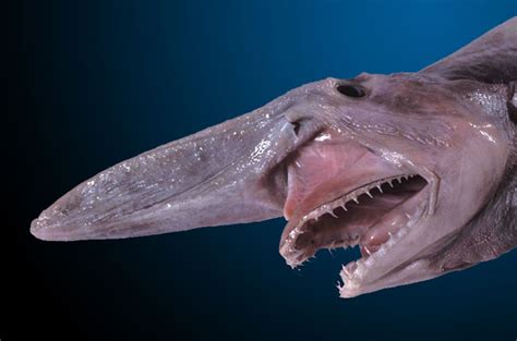 10 Weirdest Sea Creatures Ever Found Slapped Ham