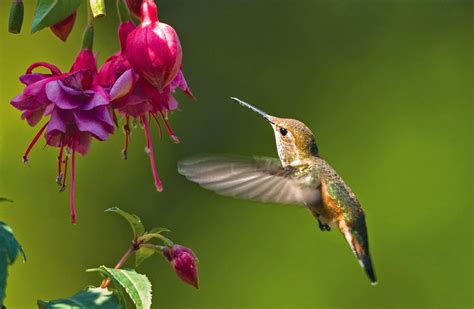 Hummingbird Desktop Background We Need Fun