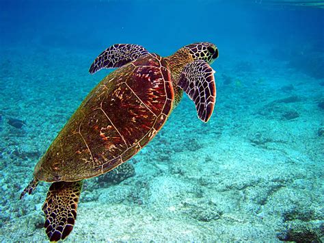 Sea Turtle Wikipedia