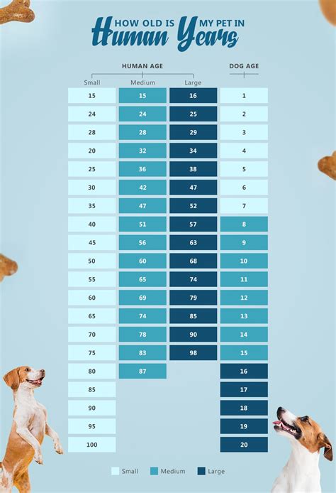 Dog Age Compared To Humans