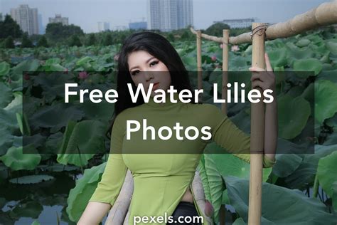 1000 Interesting Water Lilies Photos Pexels · Free Stock Photos