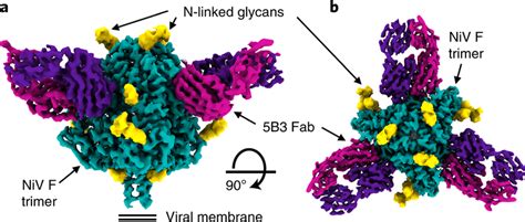 Cryo Em Structure Of Niv F In Complex With The 5b3 Neutralizing