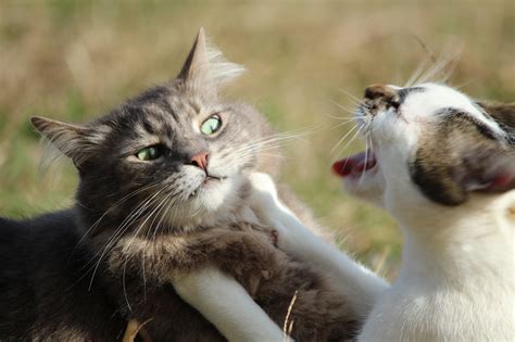 Two Cats Playing Hd Wallpaper Wallpaper Flare
