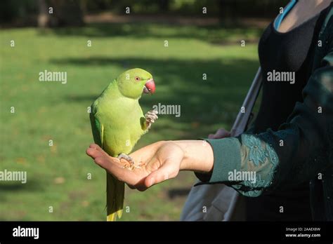 Ring Necked Parakeet Being Hand Fed With Peanuts In Hyde Park London