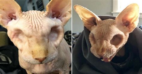 Hairless And Eyeless Adorably Spooky Cat Becomes Viral Dh Latest