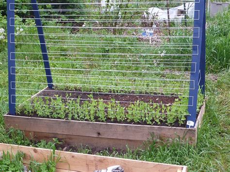 How to make a garden trellis for peas. for sugar snap peas | Dream Garden. | Pinterest | Sugar ...