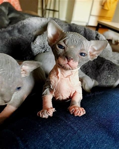 Sphynx Bambino Elf Male Kitten Looking For New Home Bébés Animaux