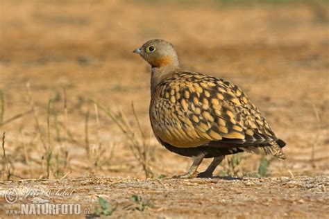 Pterocles Orientalis Pictures Black Bellied Sandgrouse Images Nature
