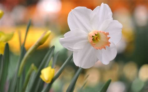 Flower Daffodil Glare Hd Desktop Wallpapers 4k Hd