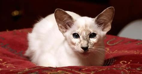 Balinese Cat Breed Information And Advice Your Cat