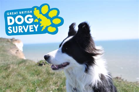 Guide Dogs Great British Dog Survey Dogs Monthly