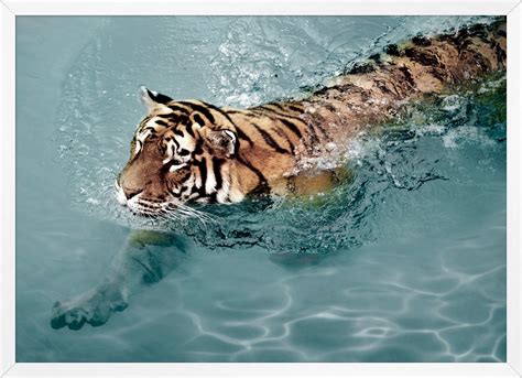 Tiger Swim New Artwork Our Product Tiger In Water Frames On