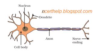 Draw The Structure Of A Neuron And Explain Its Function NCERT