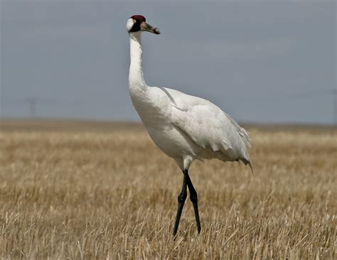 Whooping Crane Grus Americana Crane Birds Gallery Animals