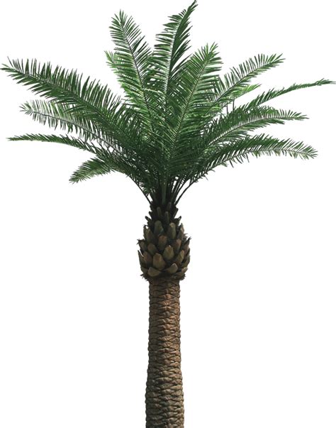 Desert Palm Tree Png Linh Mcdougal