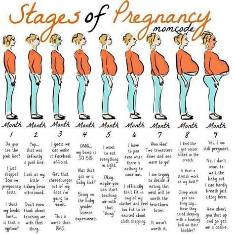 stages of pregnancy pregnancy pinterest pregnancy