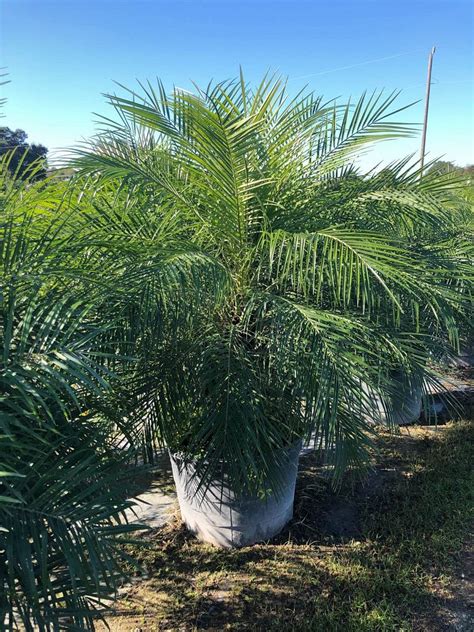 Pygmy Date Palm Install Price Naples Garden Landscaping Llc