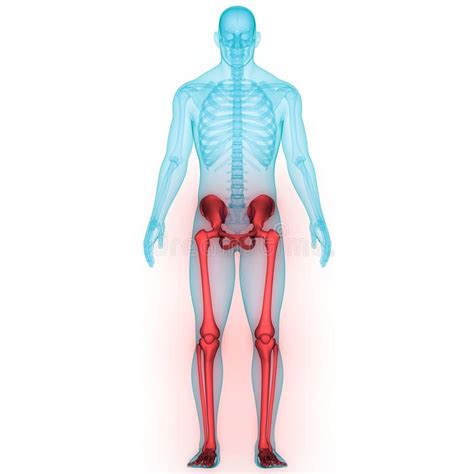 Anatomists talk about both bone and bones. Human Body Skeleton System Lower Limbs Bone Joints Anatomy Stock Illustration - Illustration of ...