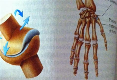 El Cuerpo Humano Articulaciones Carpometacarpianas