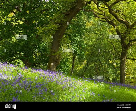 Bluebell Wood In Maytime Stock Photo Alamy