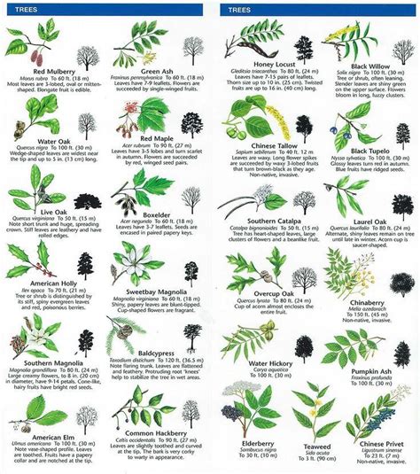 The Campsite — Trees Identification Tree Leaf Identification Tree