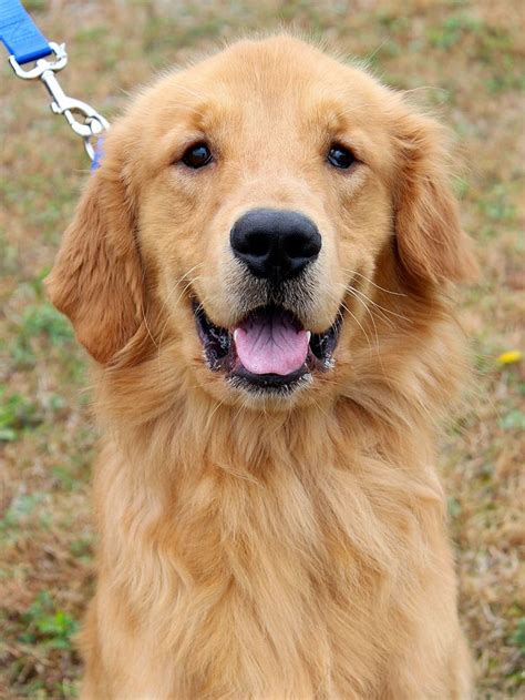 Golden Retriever Rescue Resource Toledo Dog Adoptions Page 14