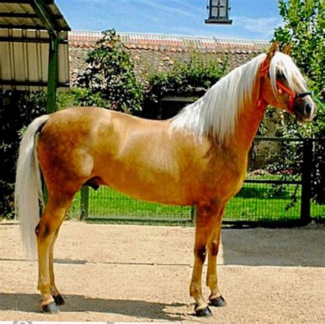 Palomino Puro Sangue Lusitano Quod Andalusian Horse Palomino Horse