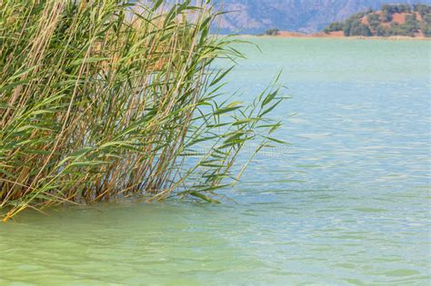Lake Water With Reed Grass Summer Landscape Stock Photo Image Of